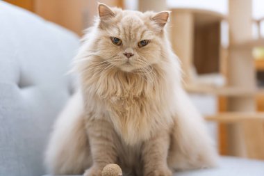 Kapalı alandaki kanepede güzel bir Pers kedisi. evcil hayvanlar için