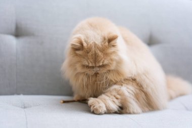 Kanepede oturan beyaz kedi.