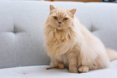 Kedi evde oturuyor, kapat.