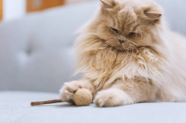 Kedi yerde yatıyor.