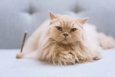 Şirin kedi yumuşak halıda yatıyor.