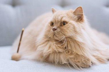 Ahşap zeminde beyaz bir arka planı olan İran kedisi.