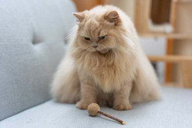 Beyaz kürklü, tüylü kulakları olan sevimli kızıl kedi.