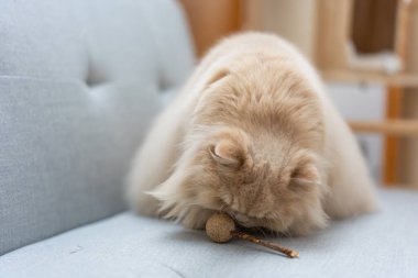 Tatlı beyaz tavşan odada oyuncakla oynuyor.