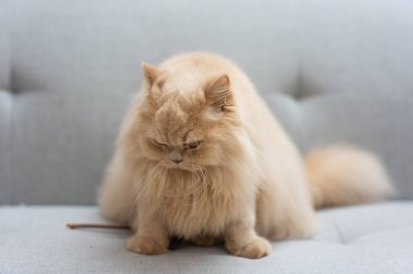 Kedi beyaz sandalyede yatıyor.