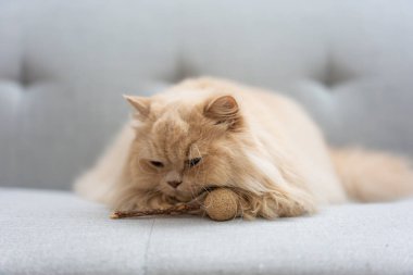 kırmızı gözlü kedi ve beyaz tüylü evcil hayvan