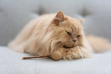 Yatağında tüylü bir kedi. Yumuşak tüylü bir kedi. Oturma odasında bir kedi..