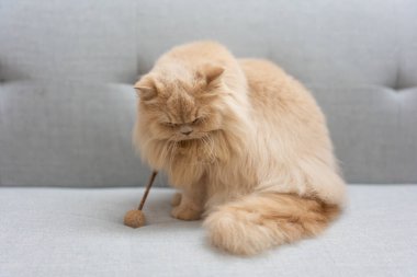 Gri arkaplan üzerinde kopyalama alanı olan kedi