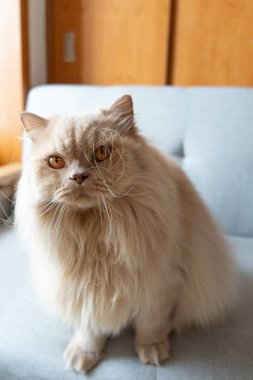 Kedi kanepede oturuyor.