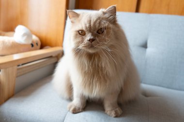 Tahta masadaki bir kedinin portresi.