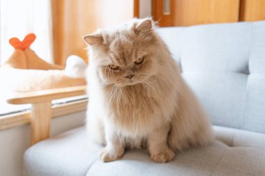 koltukta oturan kedi