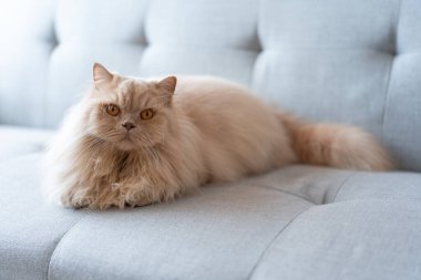 Şirin İngiliz kedisi evdeki kanepede yatıyor.