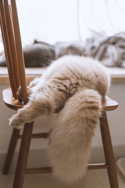 Kedi evde yerde yatıyor.