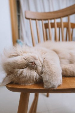 Masada yatan sevimli kedi.