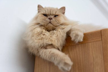 Şirin kedi beyaz arka plan üzerinde yalan.