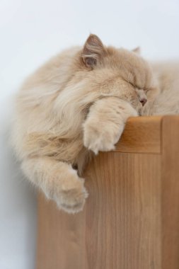 Tahtadaki sevimli kedi.