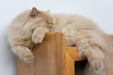 Kedi sandalyede uyuyor.