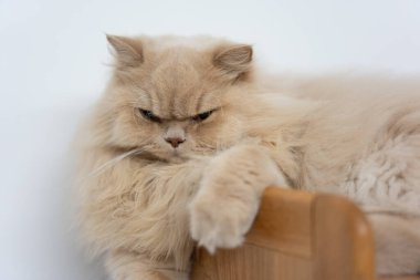 Odadaki sevimli kedi.