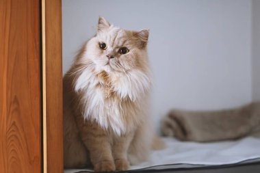 İngiliz kedi portresi