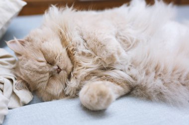 Uyuyan kedi yatakta yatıyor.