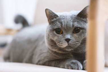 Açık gri bir masada İskoç katlı gri bir kedi yavrusu portresi.