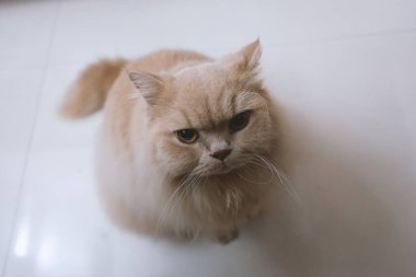 Mavi gözlü sevimli İranlı kedi yavrusu.