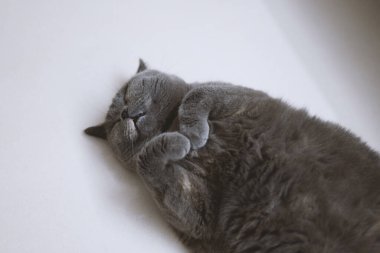 Kedi beyaz arka planda yatar ve uyur.