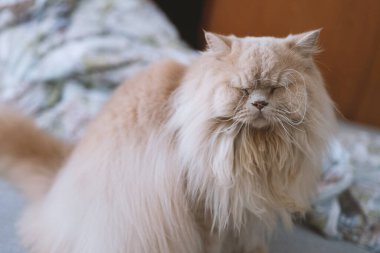 Güzel pofuduk kedi, kapat - kapat