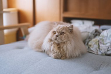 kedi odada yerde yatıyordu.