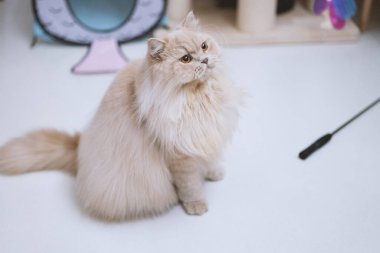 Kedi yerde oturuyor.