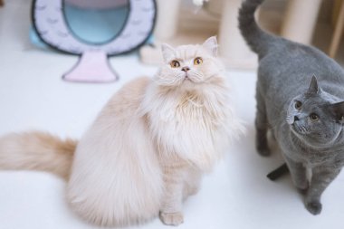 İngiliz kedisi ve kedi yavruları