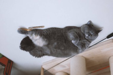 Kedi yerde yatıyor.