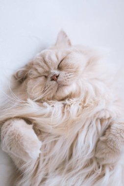 Kedi beyaz kanepede uyuyor.