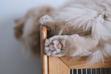 Bir sandalye üzerinde uyuyan sevimli kedi