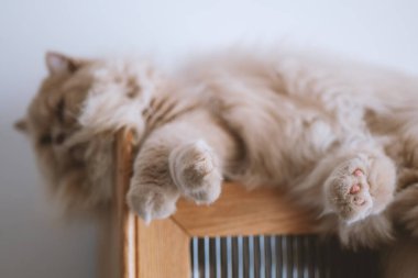 Şirin kedi yerde uyuyor..