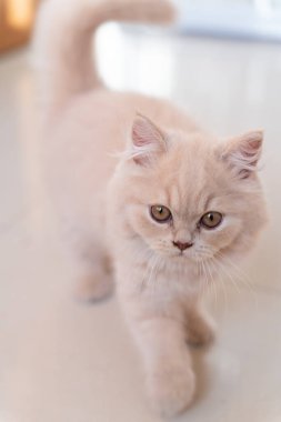 Beyaz kedili şirin bir kedi.