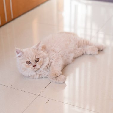 Kedi yerde yatıyor.