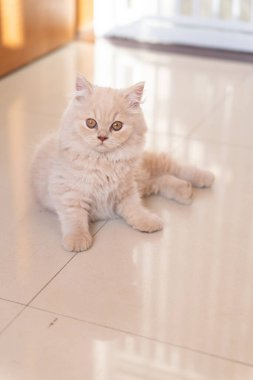 Kedi yerde yatıyor.