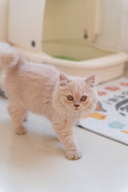 Beyaz yatakta küçük sevimli bir kedi yavrusu