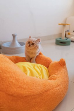 Masanın üzerinde bir fincan kahve olan kedi.