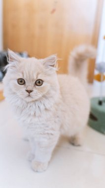 Mavi gözlü İskoç heteroseksüel kedi portresi