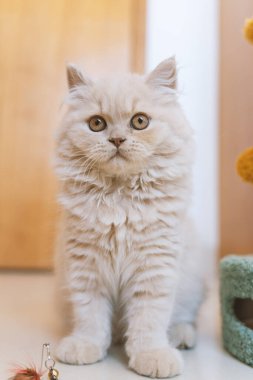 Yerde yatan sevimli kedi.