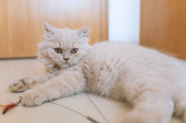 Yerde yatan sevimli kedi.