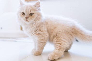 Beyaz İngiliz kedisi, İngiliz kısa havası