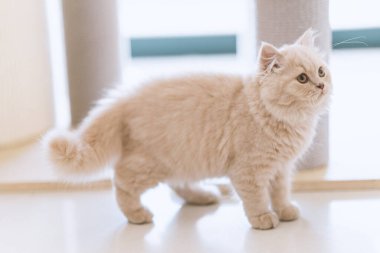 Evdeki sevimli kedi.