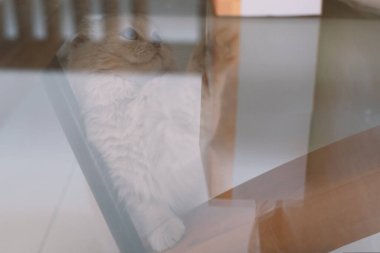 Kedi yerde oturuyor.