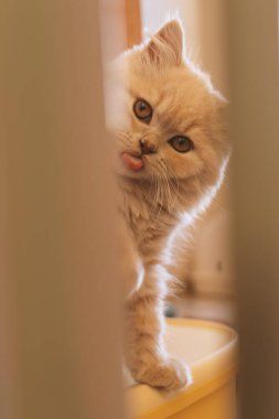 Şirin tüylü kedi portresi