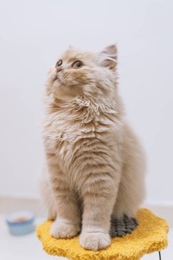 İngiliz kedi yatağı