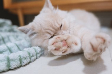 Yatakta yatan sevimli kedi.