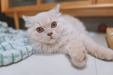 Beyaz tüylü kedisi olan kedi.